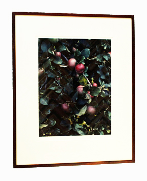 Eliot Porter Photograph "Apples, Great Spruce Head Island, Maine"